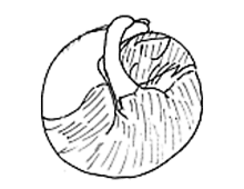 �����ߊG���L�̃C���X�g