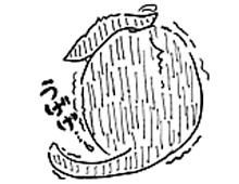 �����ߊG���L�̃C���X�g