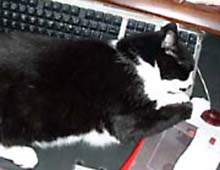 �����ߊG���L�̃C���X�g