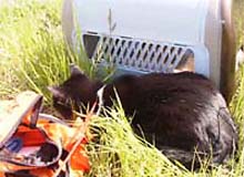 �����ߊG���L�̎ʐ^