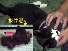 �����ߊG���L�̎ʐ^