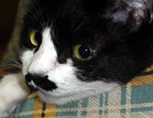 �����ߊG���L�̎ʐ^