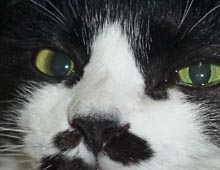 �����ߊG���L�̎ʐ^