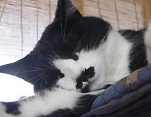 �����ߊG���L�̎ʐ^