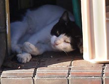 �����ߊG���L�̎ʐ^