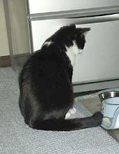 �����ߊG���L�̎ʐ^