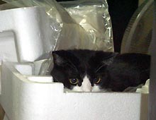 �����ߊG���L�̎ʐ^