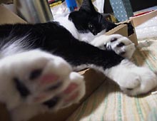 �����ߊG���L�̎ʐ^