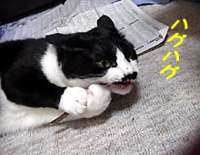 �����ߊG���L�̎ʐ^