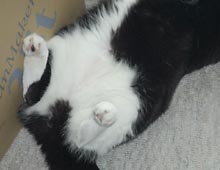 �����ߊG���L�̎ʐ^