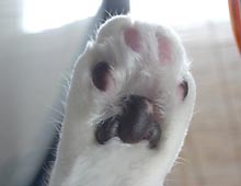 �����ߊG���L�̎ʐ^