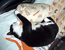 �����ߊG���L�̎ʐ^