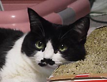 �����ߊG���L�̎ʐ^