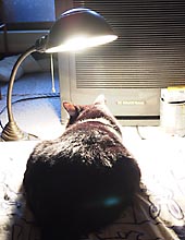 �����ߊG���L�̎ʐ^