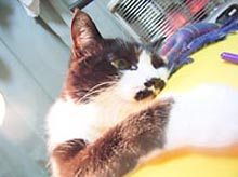 �����ߊG���L�̎ʐ^