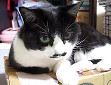 �����ߊG���L�̎ʐ^