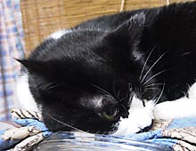 �����ߊG���L�̎ʐ^