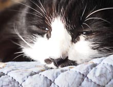 �����ߊG���L�̎ʐ^