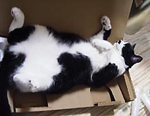 �����ߊG���L�̎ʐ^