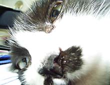 �����ߊG���L�̎ʐ^