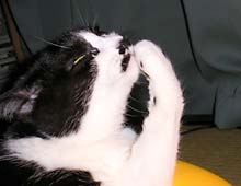 �����ߊG���L�̎ʐ^