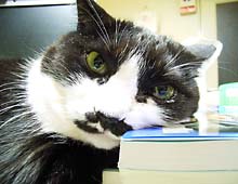 �����ߊG���L�̎ʐ^