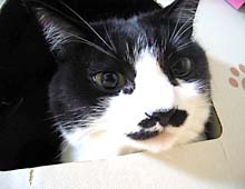 �����ߊG���L�̎ʐ^