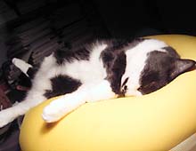 �����ߊG���L�̎ʐ^