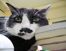 �����ߊG���L�̎ʐ^