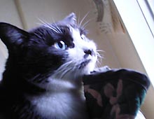 �����ߊG���L�̎ʐ^