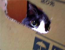 �����ߊG���L�̎ʐ^