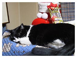 �����߂̔L�L�O��