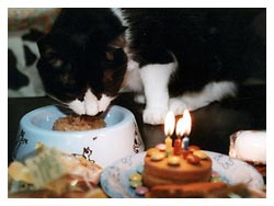 �����߂̔L�L�O��