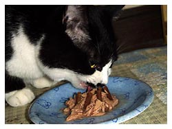 �����߂̔L�L�O��