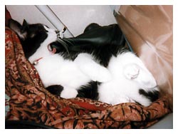 �����ߎʐ^�@���₷��