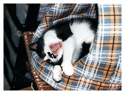 �����ߎʐ^�@���₷��