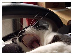 �����ߎʐ^�@���₷��