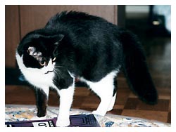 �L����D���Ȕ��Ƒ�