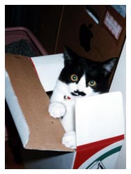 �L����D���Ȕ��Ƒ�