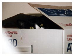 �L����D���Ȕ��Ƒ�