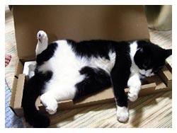 �L����D���Ȕ��Ƒ�