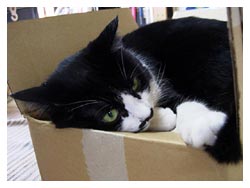 �L����D���Ȕ��Ƒ�