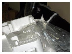 �L����D���Ȕ��Ƒ�