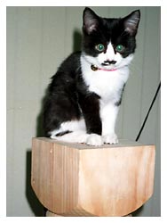 �����߂̔L�L�O��