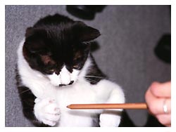 �����ԏ����L�l