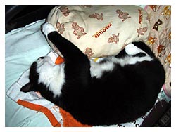 �����ԏ����L�l