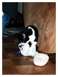 �����ԏ����L�l