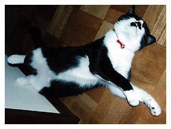 �����͔L�̂��d��