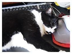 �����ߎʐ^�@���₷��