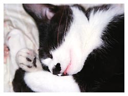 �����ߎʐ^�@���₷��